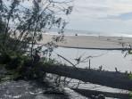 Sebulan Sudah Dua Kali Muara Kuala Baru Tertutup Pohon Tumbang 