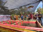 Dukungan Gepari Pertamina, Petani di Aceh Barat Panen 300 Kg Lele
