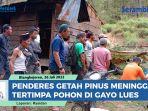 VIDEO Penderes Getah Pinus Asal Cilacap Meninggal Tertimpa Pohon di Gayo Lues