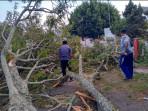 Sehari, Dua Pohon Tumbang di Sabang Ganggu Arus Lalu Lintas