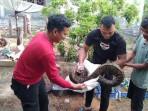 Petugas-pemadam-kebakaran-dibantu-warga-amankan-ular-sawah-yang-masuk-ke-kandang.jpg