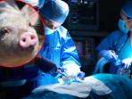 Pria-71-Tahun-di-China-Bertahan-Hidup-171-Hari-Usai-Jalani-Transplantasi-Hati-Babi.jpg