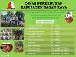 Harga TBS Sawit di Nagan Bertahan Rp 3.000/Kg, Cek Harga Pekan Ini dari 8 PMKS