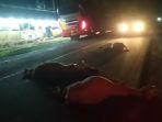 Sebanyak-enam-ekor-sapi-mati-akibat-ditabrak-bus-di-Jalan-Lintas-Sumatera.jpg