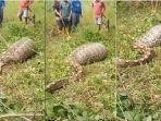 Ular-piton-8-meter-mangsa-sapi-warga-di-Kabupaten-Mamuju.jpg