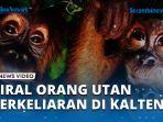 VIDEO-Orangutan-Berkeliaran-di-Kawasan-Bandara-Dekat-Kantor-BMKG-H-Asan-Sampit.jpg