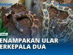 VIRAL-Penampakan-Ular-Berkepala-Dua-Dipajang-di-Kebun-Binatang-Seperti-Hewan-Mitologi-Kuno.jpg