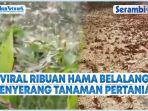 Viral-Ribuan-Hama-Belalang-Menyerang-Tanaman-Pertanian.jpg