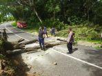 Waspada-Hujan-Lebat-dan-Angin-Kencang-Kerap-Sebabkan-Pohon-Tumbang-di-Aceh-Besar.jpg