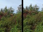 amuk-gajah-liar.jpg
