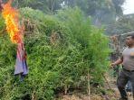 Tim Gabungan Musnahkan 3 Hektare Ladang Ganja di Kecamatan Pining