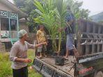 Tiga Kecamatan di Gayo Lues Terima Bantuan Bibit Kelapa Varietas Pandan Wangi