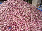 Sejak Puasa Ramadhan, Harga Bawang Merah di Gayo Lues Kembali Anjlok