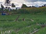 Jelang Panen Raya, Harga Bawang Merah di Gayo Lues Anjlok, Petani Pusing