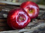 buah-apel-merah.jpg