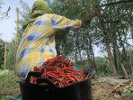 cabai-merah-penyebab-deflasi-di-Aceh.jpg