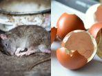 cangkang-telur-untuk-usir-tikus.jpg