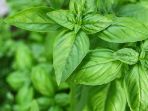 daun-kemangi_20170914_232802.jpg