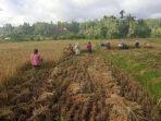 Warga Kutapanjang dan Blangkejeren Lakukan Panen Raya Tanaman Padi