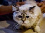festival-kucing-2019-5.jpg
