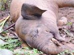 gajah-7yhnm.jpg