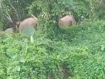 gajah-90990.jpg