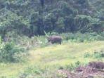 gajah-liar-terekam-kamera-di-aceh-timur.jpg