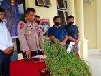 Polisi Temukan Ladang Ganja di Paya Kumer, Pemilik Kebun Sere Wangi jadi DPO