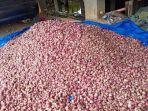 Harga Bawang Merah Turun di Gayo Lues, Segini Harganya di Pasaran