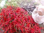 Harga Cabai Merah dan Bawang Merah di Gayo Lues Melonjak Tinggi