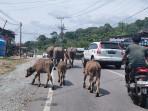 hewan-ternak-berkeliaran-di-jalan-abdya_2025.jpg