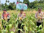 Panen Raya Jagung Serentak Kuartal III, Wujud Sinergi Ketahanan Pangan di Sabang