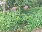 kawanan-gajah-liar-merusak-tanaman-dan-gubuk-dalam-kebun-di-aceh-utara.jpg