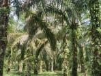 kebun-sawit-petani-10102025.jpg