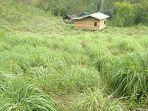 kebun-sere-wangi-di-galus.jpg
