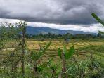 Cuaca Hujan, Petani Kesulitan Lakukan Panen Padi