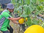 memetik-panen-golden-melon-binaan-Pertamina-EP-Rantau-Field.jpg