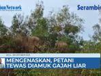 mengenaskan-warga-keumala-tewas-diamuk-gajah.jpg