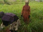 Minat Petani Melakukan Penyulingan Minyak Sere Wangi Turun, Ini Sebabnya