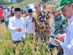panen-padi-gogo-di-Umuslim.jpg
