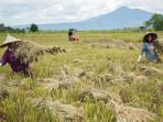 panen-padi-musim-gadu-di-Abes.jpg