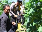 Polsek Sukajaya Sabang Dampingi Panen 800 Kg Timun di Lahan Warga Binaan Gampong Jaboi