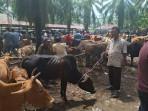 pasar-hewan-tamiang1.jpg