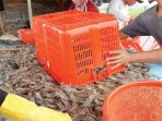 pekerja-menyortir-udang-vaname-seusai-dipanen-di-desa-pulau-kayu_20181108_091442.jpg