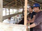 51 Ternak di Agara Terjangkit Virus PMK, Distan Vaksin 300 Ekor Sapi
