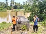 perangkap-buaya-di-aceh-barat_2025_.jpg