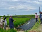 petani-1110.jpg