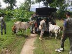 petugas-satpol-pp-wh-aceh-besar-mengamankan-lima-ekor-sapi.jpg