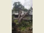 Angin Kencang Tumbangkan Pohon Hingga Menimpa Rumah di Seulimuem Aceh Besar