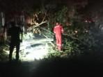 Angin Kencang Tumbangkan Pohon Trembesi di Jalan Lintas Nasional Aceh Besar